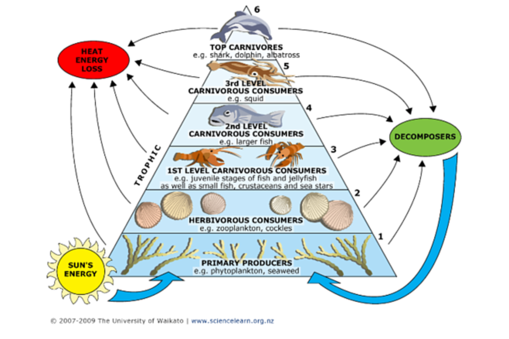 Worksheets Energy Pyramid Worksheet technology energy pyramidfood webs trophic pyramid