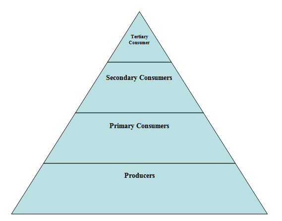 Worksheets Energy Pyramid Worksheet collection energy pyramid worksheets photos kaessey pictures kaessey