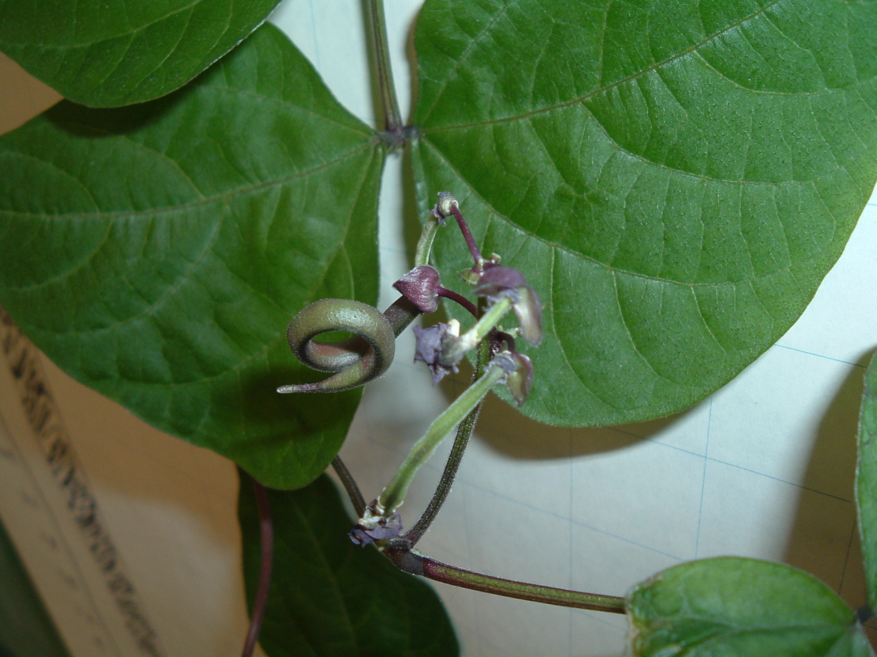 Second Grade || Growing Bean Seeds